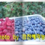 합천베리농장 인기 정원수&유실수 묘목 판매!!