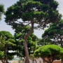 조형소나무