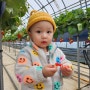 21개월 아기랑 가기 좋은 대구 근교 딸기 체험 고령 다산딸기조합농원