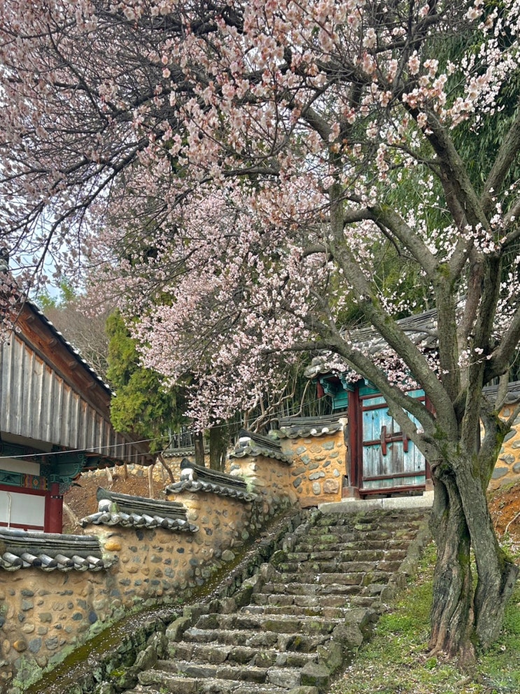 경남 밀양 매화 명소 밀양향교 분홍 매화 실시간 개화 상황