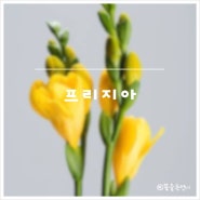 프리지아 꽃말 구근 키우기