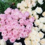 분홍 장미 꽃말 핑크장미 장미보관 흰색장미꽃말