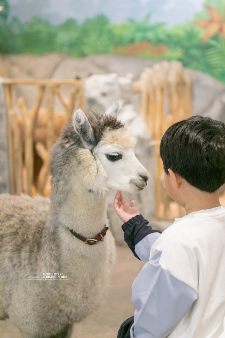 청주키즈카페 동물과 교감 체험 쥬니멀 동물원