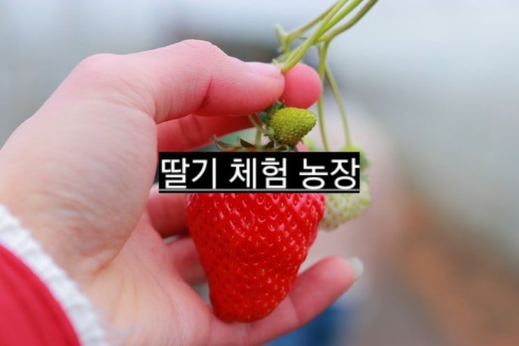 아이와 함께 딸기 농장 체험하기 ft. 다인이네 딸기체험농장