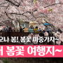 2024 전국 벚꽃 개화시기, 벚꽃명소 안내