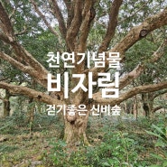 제주 여행지 추천 신비로운 숲 체험 천천히 걷기 좋은 산책코스 천년의 숲 비자림