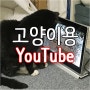 고양이 유튜브 보여주기. 고양이가 좋아하는 영상·음악(소리·화면)