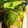 열대과일의 대명사! 코코넛의 효능과 단점을 알아봅시다