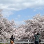[봄꽃축제] 3월 벚꽃개화시기와 벚꽃축제 일정