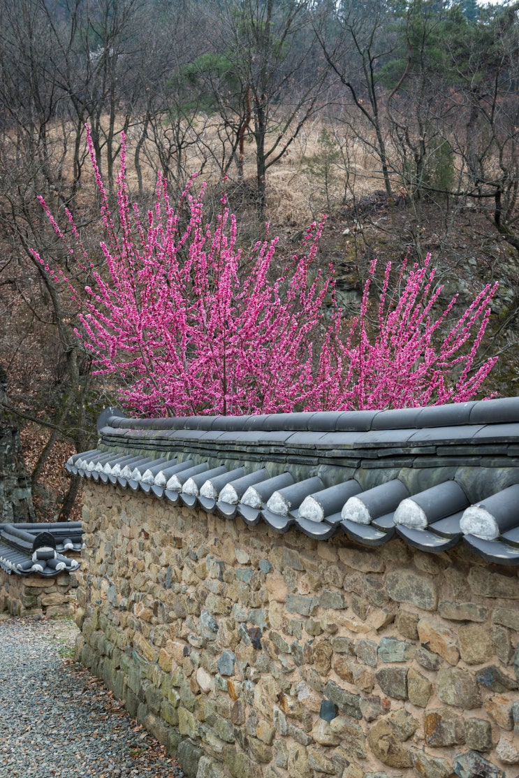 기획 연재-문화유산 사진첩 ③ 옻골마을에서 봄을 마중하다...