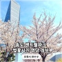 인천 송도 센트럴파크 벚꽃 명당 및 주차장 정보