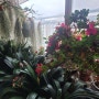 베란다화단 군자란꽃대 아젤리아 행운목꽃 청사랑초 틸란드시아 식물키우기