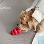 내돈내산) 강아지 노즈워크 장난감 '콩토이' _ 오래 가지고 놀 수 있는 장난감으로 추천드려요 !