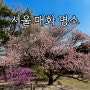 서울 매화 명소 봉은사 하동매실거리 창덕궁 개화 시기 예측