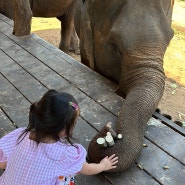 치앙마이 아기랑 가볼만한 곳! 코끼리카페 elefin farm