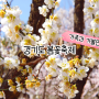 2024 경기도 봄꽃축제 3월 4월에 구경 가볼만한곳 리스트 4