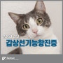 고양이 갑상선기능항진증 증상, 노령묘에서 눈여겨봐야 할 증상은?
