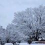 눈꽃이 핀 서울 목동아파트 겨울 풍경