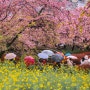 [도쿄 근교 여행 마츠다 벚꽃축제] 비오는날 활짝핀 2월 마츠다 벚꽃 방문 후기!!! 하코네 가마쿠라 패쓰로 다녀올수있어요!!!