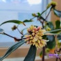 사무실 천리향 서향나무 꽃망울 / 제라늄 불스아이 살몬 [ 관엽식물 향기나는 꽃 ] 무기력을 해결하는 방법