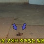 일본바퀴벌레 퇴치법과 바퀴벌레가 실내에 나오는 이유 무엇일까?