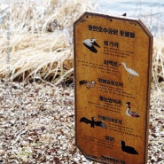 동탄 호수공원 가볼만한곳 억새 풍경과 산책 살고 있는 동물들은?