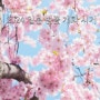 2024 일본 벚꽃 개화시기 만개시기 및 명소 정리