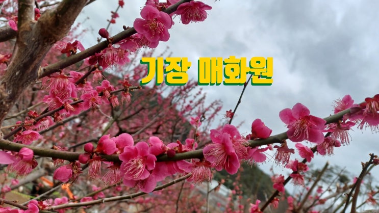 기장 매화원 봄의 전령  #매화 만개  사라 수변공원 산책