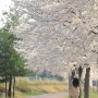 2024년 벚꽃 개화시기 지역별 벚꽃축제 및 행사 알아보잣