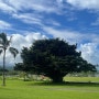 훌라훌라 하와이 여행기 🌺 <12>힐로/칼스미스 비치공원/빅아일랜드캔디스