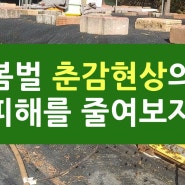 2024 봄벌 춘감현상으로 인한 피해를 줄여보자.