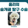 강아지 슬개골 탈구 수술 후기 / 역삼 동물병원