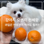강아지 오렌지 천혜향 과일은 반려견이 먹어도 될까?