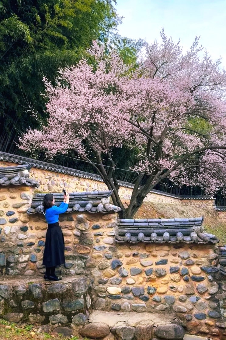 경남 밀양 매화 부산 근교 매화 밀양향교 개화상황 실시간...