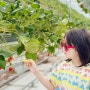 대구근교 이색데이트 경남 밀양 딸기체험 팜파레