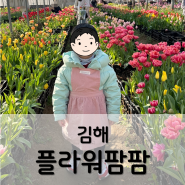 김해 플라워팜팜 튤립 농장 체험 / 김해, 부산근교 아이와 가볼만한 곳
