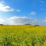 제주 성산 유채꽃 명소 가볼만한 곳 일출봉 유채밭 개화 시기