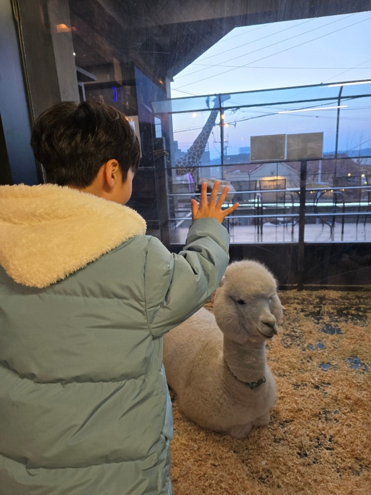 청주 애니멀빌리지 대전근교실내나들이 아이들때문에 갔는데...