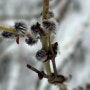 메타세쿼이아길이 있는 '고양생태공원' 눈꽃