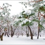 (2월 22일) 눈이 펑펑 내렸던 날, 창경궁의 멋진 설경(1/3편)