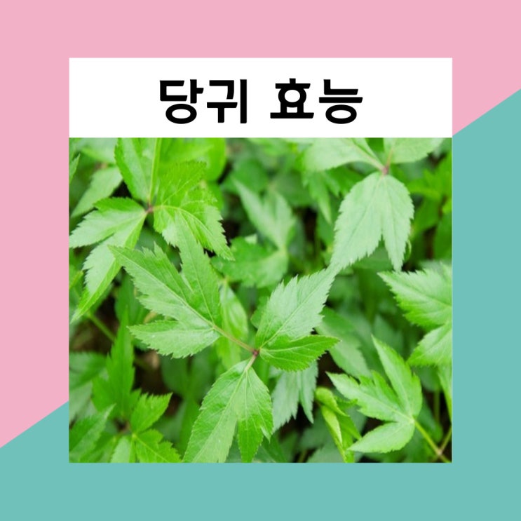 당귀 효능 부작용 당귀잎 차 효능 끓이는 법 : 네이버 블로그