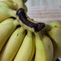 바나나 오래 보관하는 방법 꼭지 잘라줘야 하는 이유