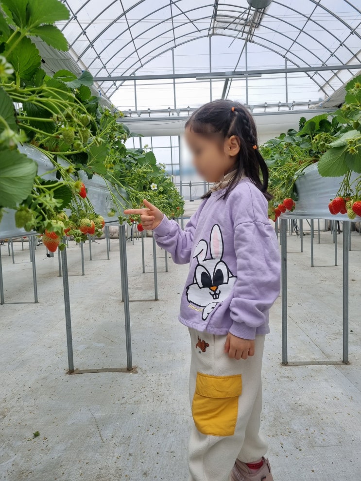 딸기 체험농장 서울,인천근교 딸기의 하루