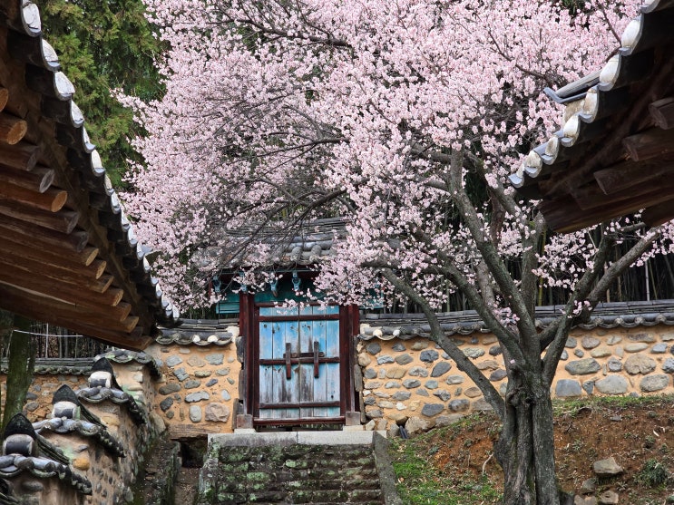 밀양 매화명소 교동 밀양향교 봄풍경