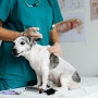 강아지 예방 접종 부작용 증상, 대처 방법