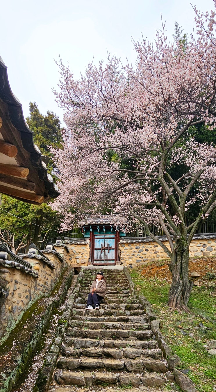 2024-2-25 밀양향교 매화꽃