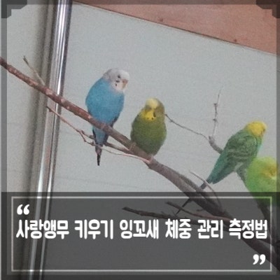 앵무새 종류 사랑앵무 키우기 적정 체중 잉꼬새 몸무게 측정방법 : 네이버 블로그