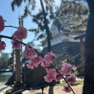 후쿠오카 기타큐슈 벚꽃 가와즈사쿠라