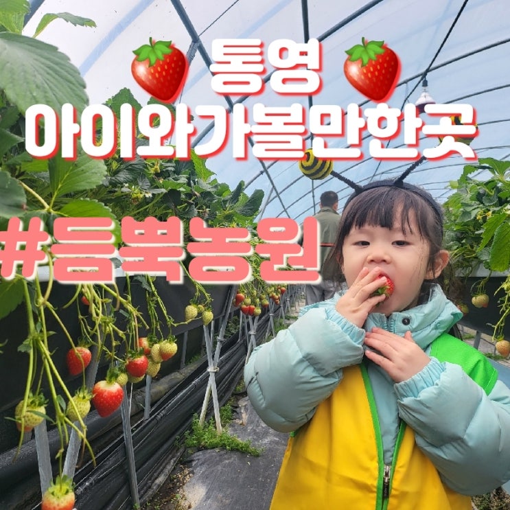 [ 통영 광도면 ] 통영 아이와 가볼만한곳 딸기체험 # 통영 듬뿍농원