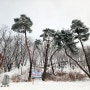 남한산성의 폭설과 안타까운 소나무 피해(24,2,25)